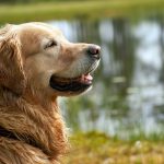Golden-Retriever-154543